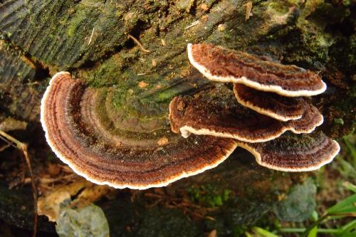 Coriolopsis neaniscus(黃褐革蓋菌)