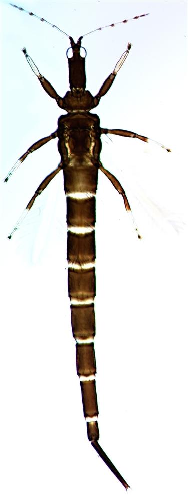 Gigantothrips elegans Gigantothrips elegans