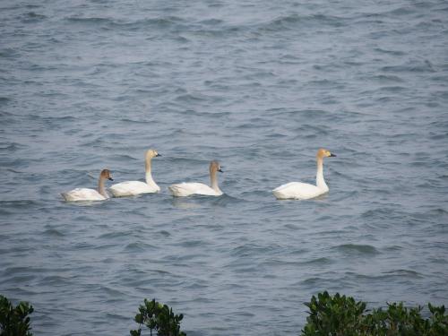Bewick's Swan