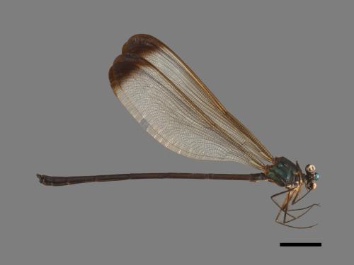 Psolodesmus mandarinus dorothea[中華珈蟌(南台亞種)][00103798]