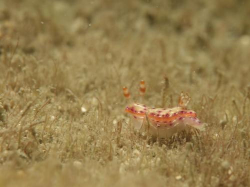 DSC09052 Hypselodoris maculosa