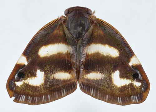 Ricania simulans Ricania simulans