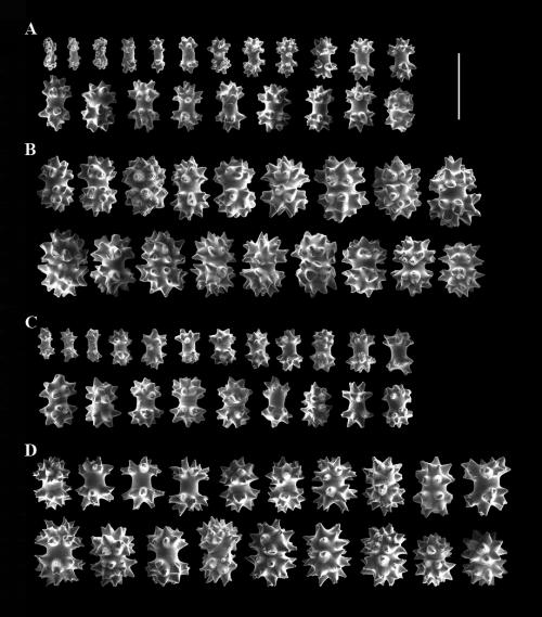 多刺小枝軟珊瑚