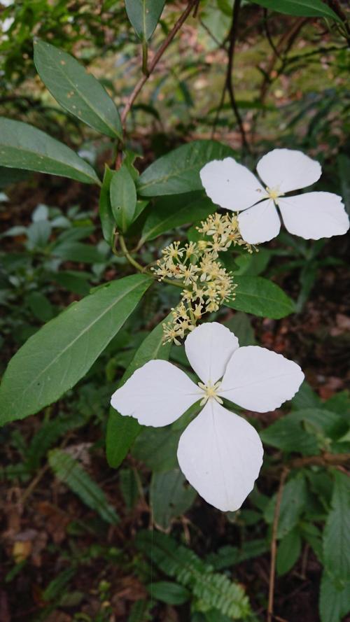 華八仙(華南分布)