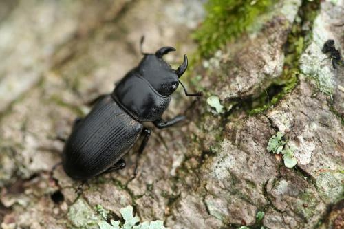 條背大鍬形蟲 Dorcus reichei clypeatus-20060827-照片 104