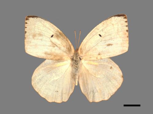 Catopsilia pyranthe[水青粉蝶][00014153]