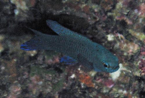 Assessor randalli@fishdb-media-1263 Assessor randalli@fishdb-media-1263