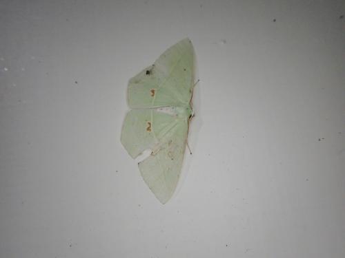 綠翅茶班尺蛾 綠翅茶班尺蛾