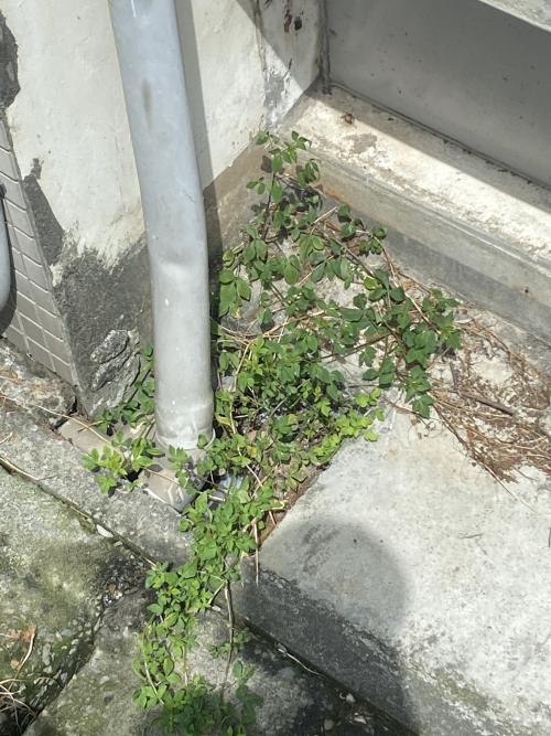 皺子白花菜