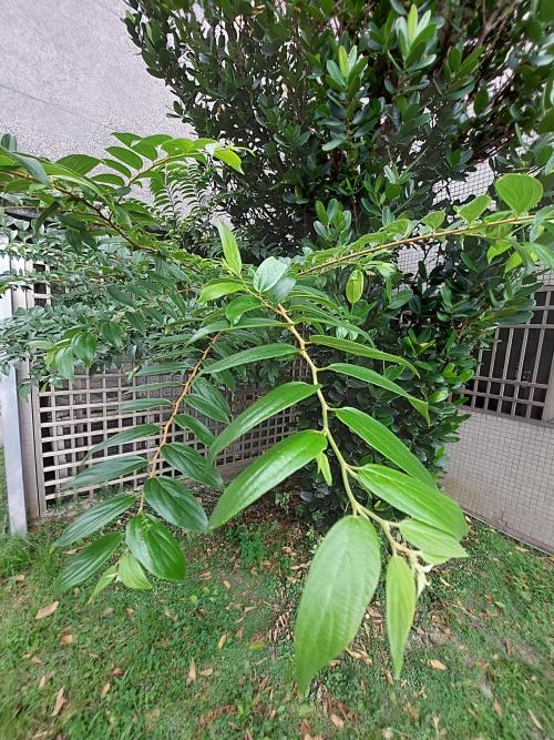 朴樹