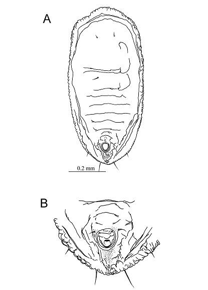 Tetraleurodes oplismeni  Takahashi, 1934  求米草粉蝨