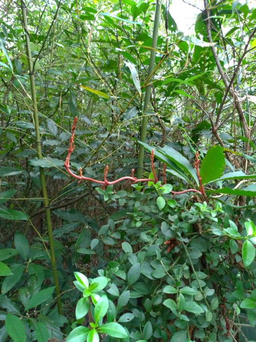 蔓莖山珊瑚 蔓莖山珊瑚