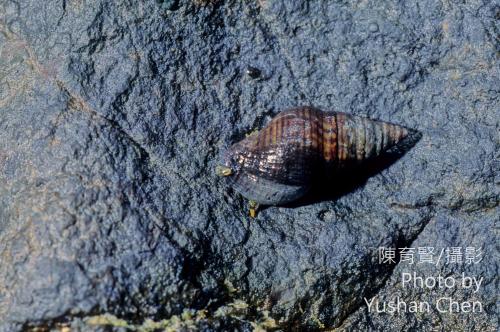 褐線峨螺