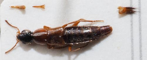 Quedius_(Raphirus)_perng-holotype