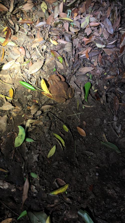 盤古蟾蜍 盤古蟾蜍