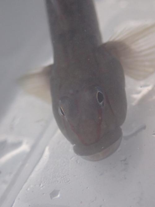 明潭吻鰕虎