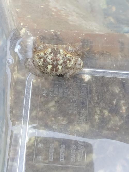 溝痕皺蟹