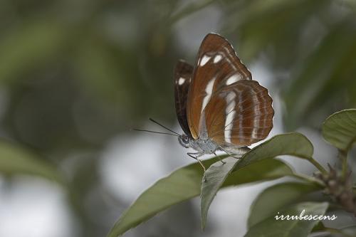 N27-6 蓬萊環蛺蝶 N27-6 蓬萊環蛺蝶