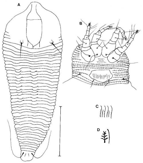 Abacarus emarginatus Huang, 2001