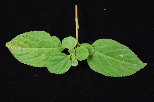 Pseudocercospora formosana