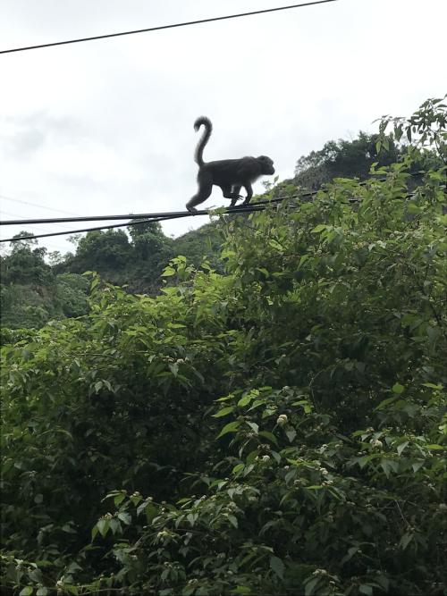 臺灣獼猴 臺灣獼猴