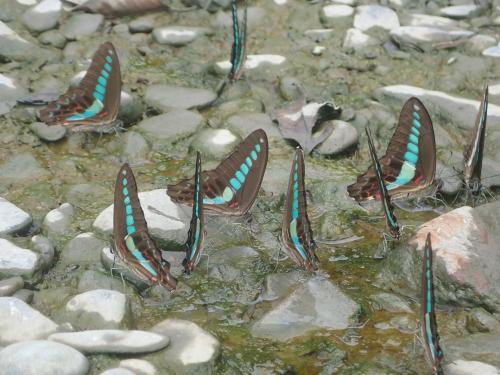 青鳳蝶 青鳳蝶