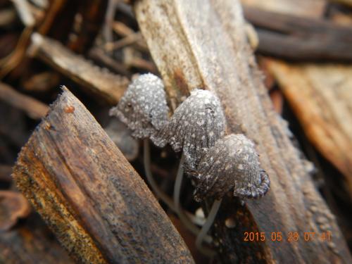 Coprinopsis friesii(費賴斯似鬼傘)