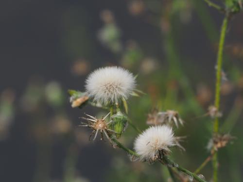 苦蕒菜