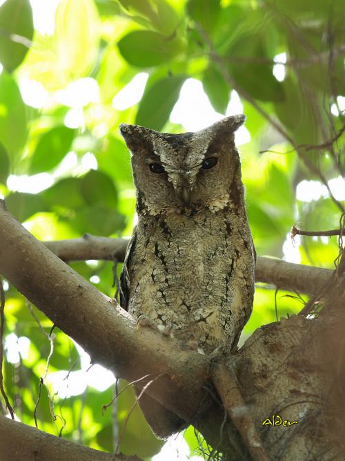 20090721_380502_Collared_Scops_Owl_5633.jpg