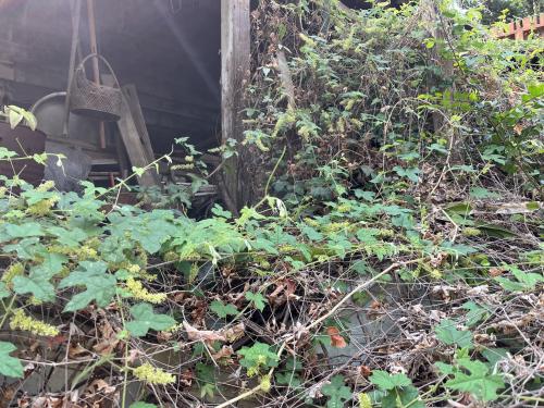 細本山葡萄
