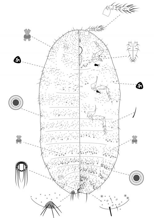 Ripersiella hibisci (Kawai & Takagi, 1971)