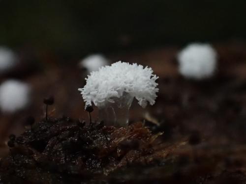 Ceratiomyxa sphaerosperma(球孢鵝絨黏菌)