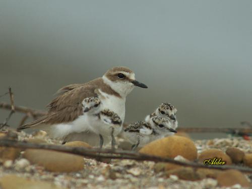 20090725_380138_Kentish_Plover_6104.jpg