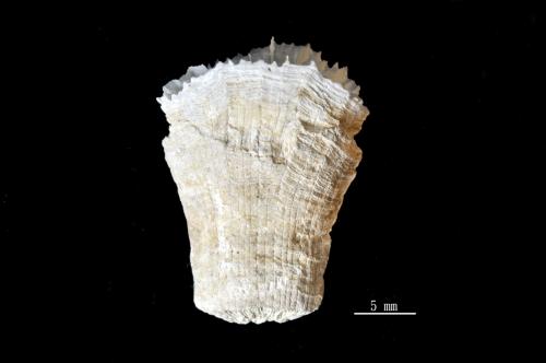 Placotrochides scaphula_01