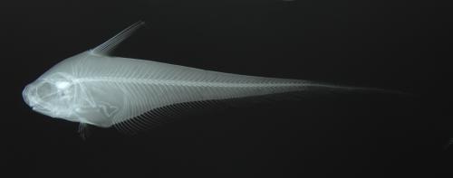 ASIZP0057531