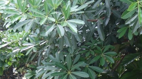 糖膠樹