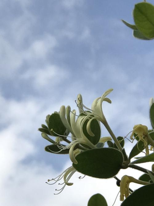 金銀花 金銀花