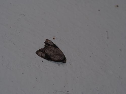 Meganola ascripta