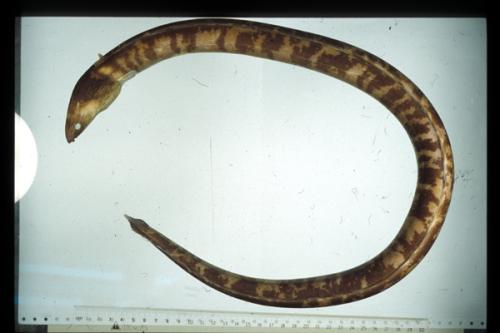 ASIZP0060063