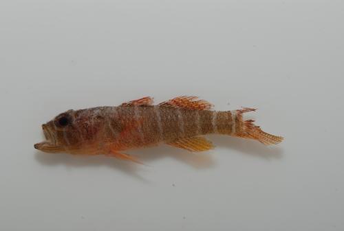 Priolepis fallacincta Priolepis fallacincta