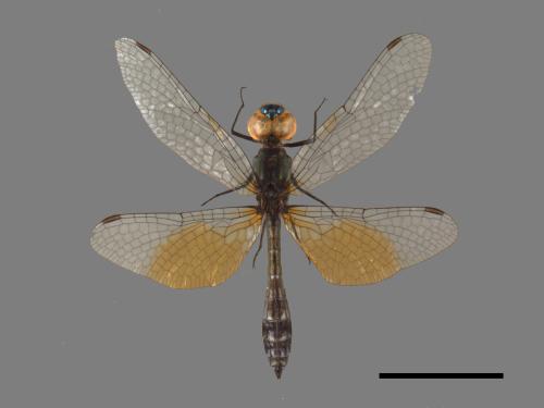 Nannophyopsis clara[漆黑蜻蜓][00103562]