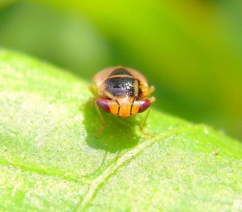 #755 南亞大眼長椿Geocoris ochropterus (Fieber,1844)-正面