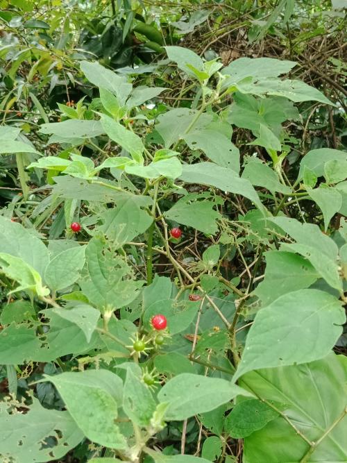 雙花龍葵 雙花龍葵
