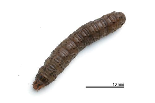 Agrotis taiwana Agrotis taiwana