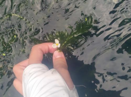 水蘊草