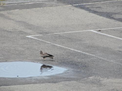 黑鳶 黑鳶
