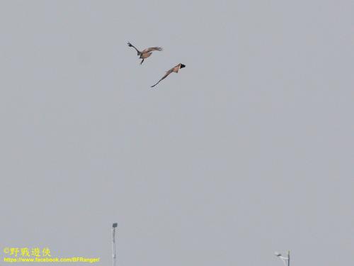 黑鳶 黑鳶