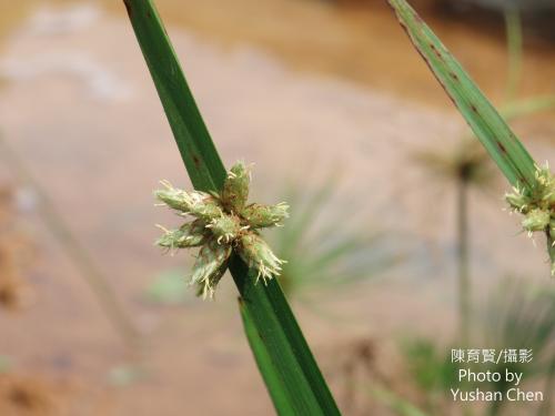 水毛花