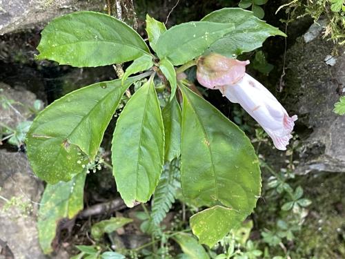 角桐草 角桐草