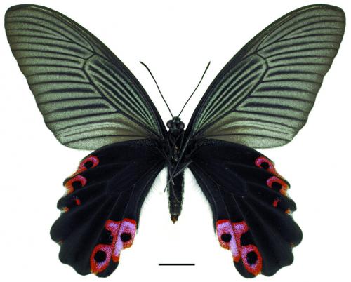 Papilio protenor protenor Cramer, [1775] 黑鳳蝶